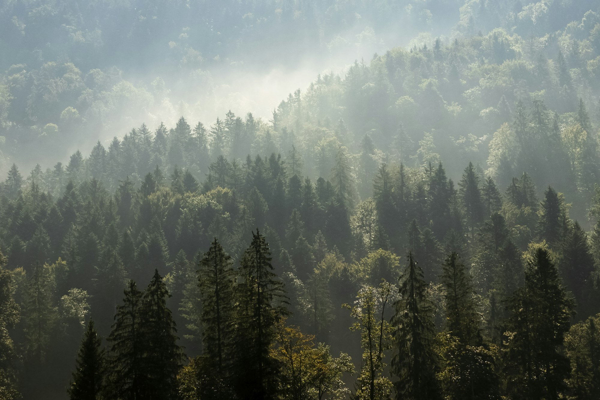 Nadelwald von oben, Nebel zwischen den Kronen